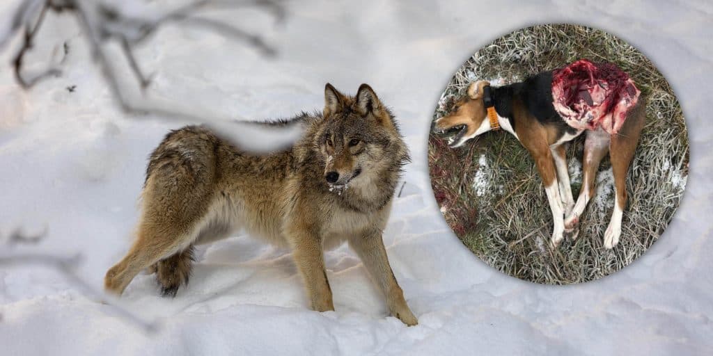 Jägare fick stövare dödad av varg – därför säger länsstyrelsen nej till skyddsjakt