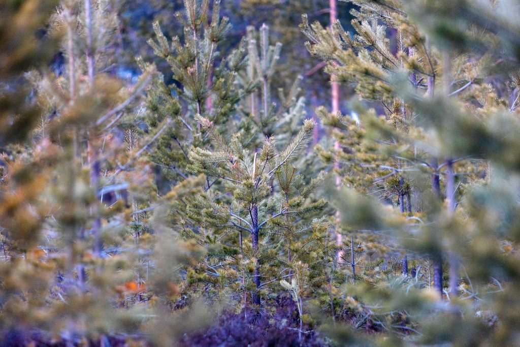 Finland: Ersättningar för skogsskador fördubblande