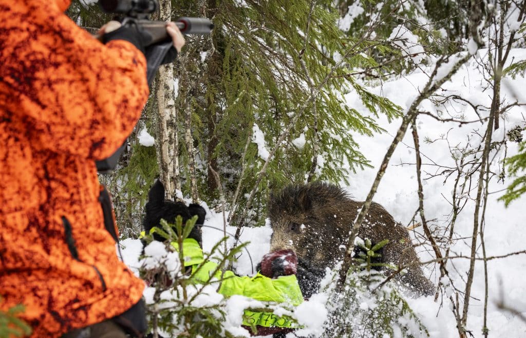 Upploppet på klöviltsjakten med löshund – hur minns du säsongen?