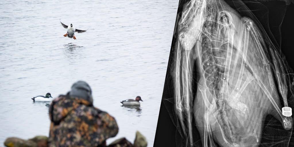 Bidrar stålhagel till blodförgiftning – myt eller sanning?