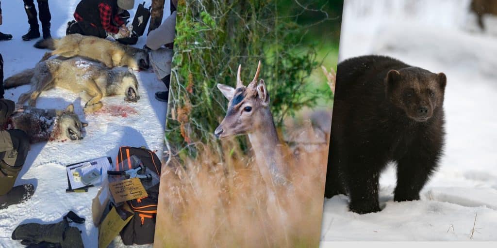 Veckans nyheter: Avlyst vargjakt, ökning av viltolyckor, fullskjutet på järvjakten och dyra felskjutningar