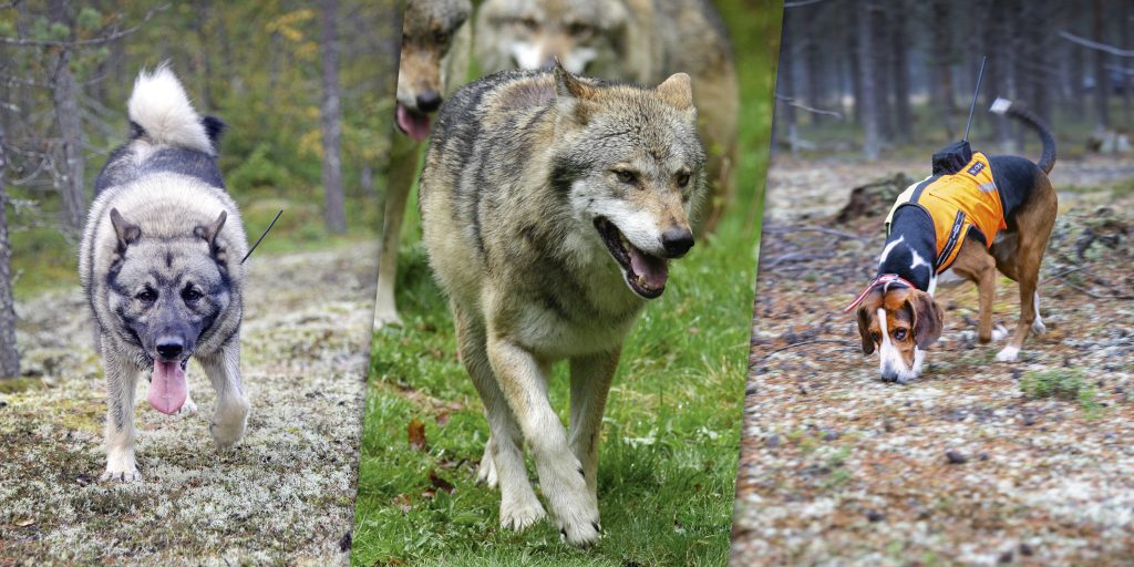 Hundars säkerhet viktig i Kennelklubbens nya rovdjurspolicy