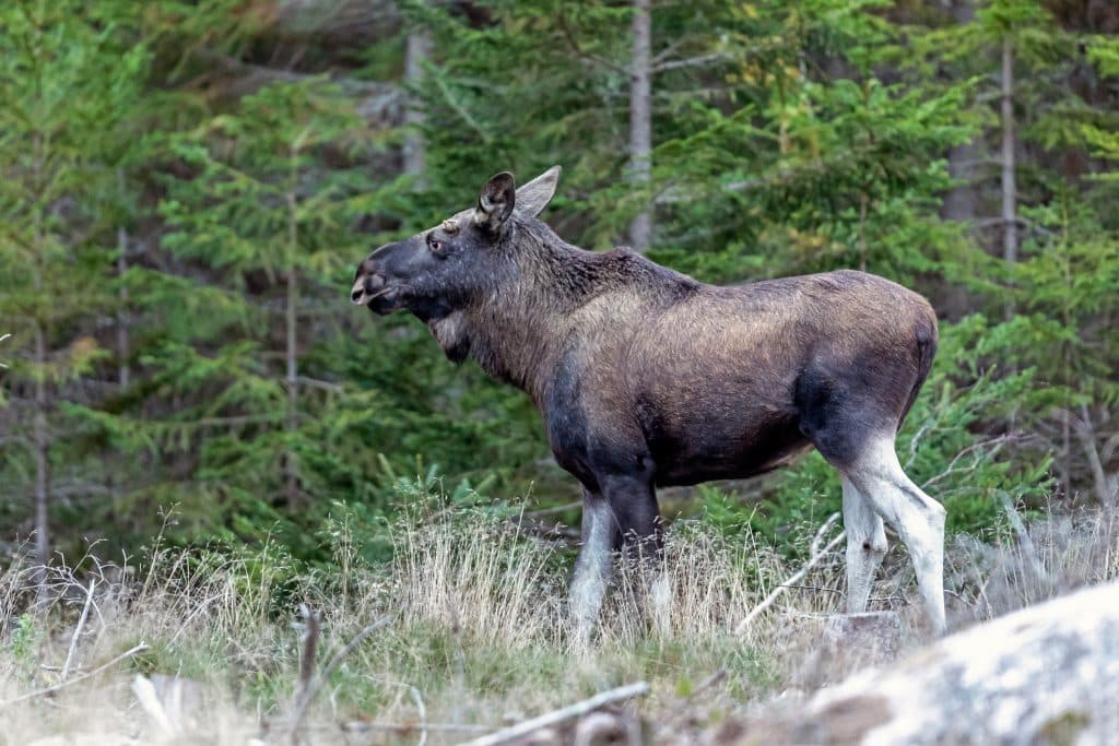 Skyddsjaktansökan: ”Vi har älg som aldrig förr”