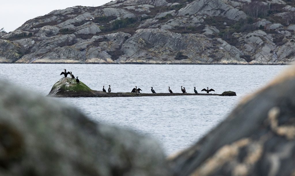 Tungt rättsutslag stoppar skarvbeskattning i Bohuslän