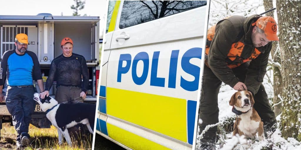 Varmare klimat påverkar älg, polis glömde laddad pistol på Ikea och klövviltjakten avslutad – här är veckans nyheter