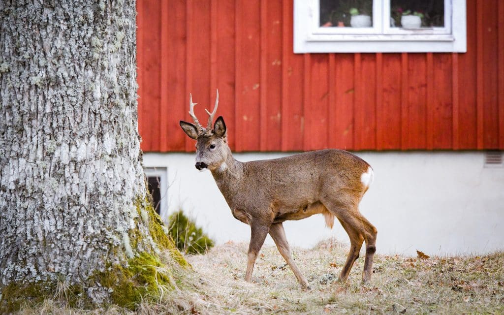 Villaägarna ogillar rådjurens framfart – 70 djur får fällas