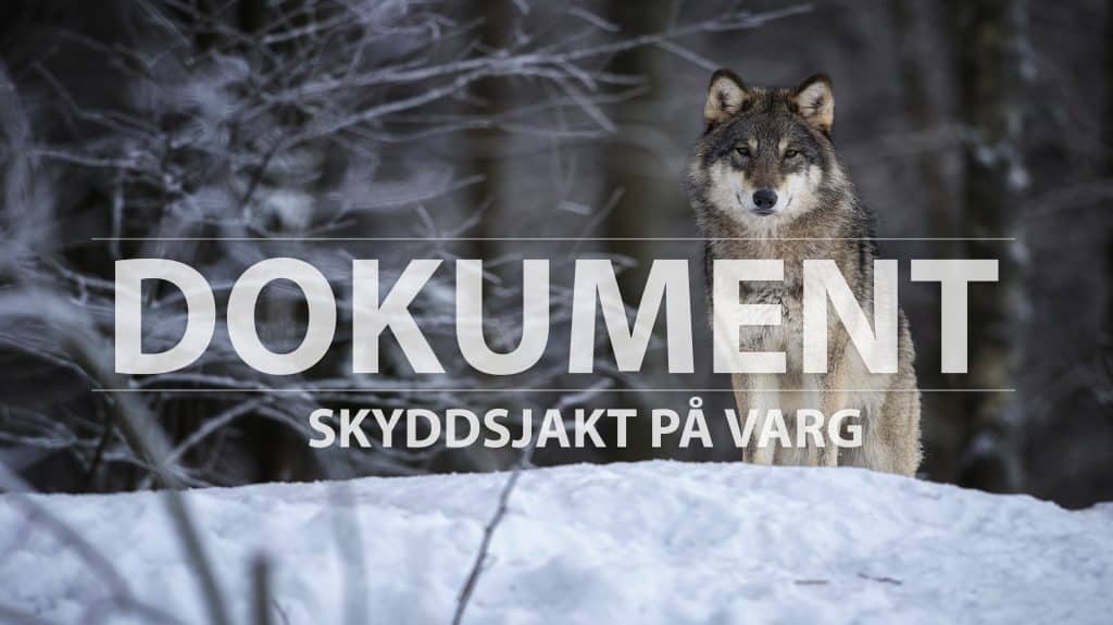 Granskning: Så hanteras skyddsjakterna på varg län för län