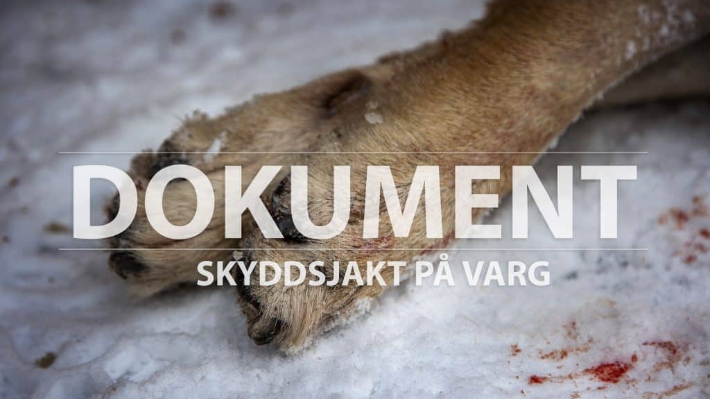 Länsstyrelsen om jätteökningen av skyddsjakter på varg: ”Vi har testat systemet”