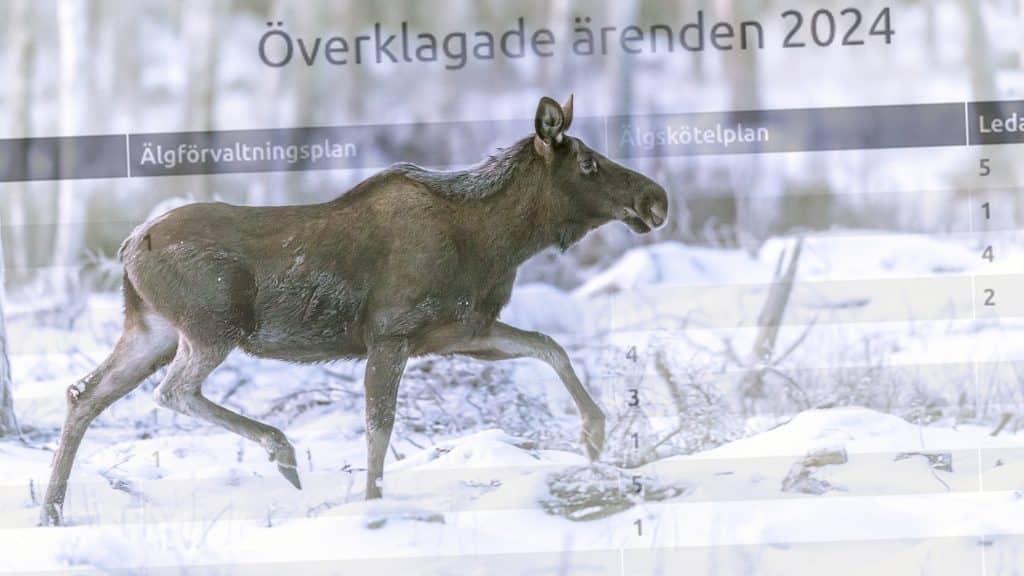 Älgjakt: Rekordmånga överklaganden – planer under lupp
