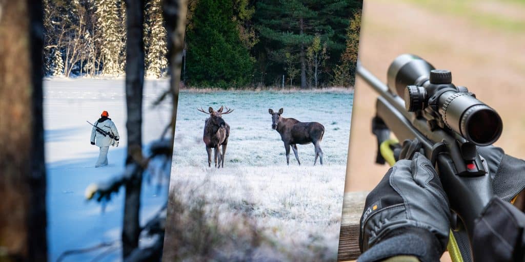 Veckans nyheter: Nyttiga vargjägare, nya vapenregler och miniminivå för älg