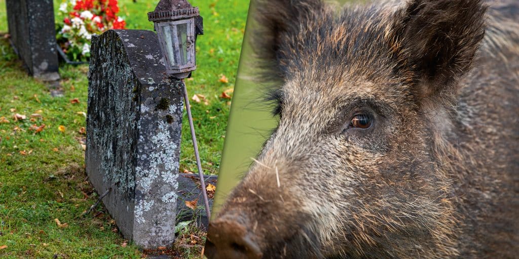 Gravskändande vildsvin ska skjutas