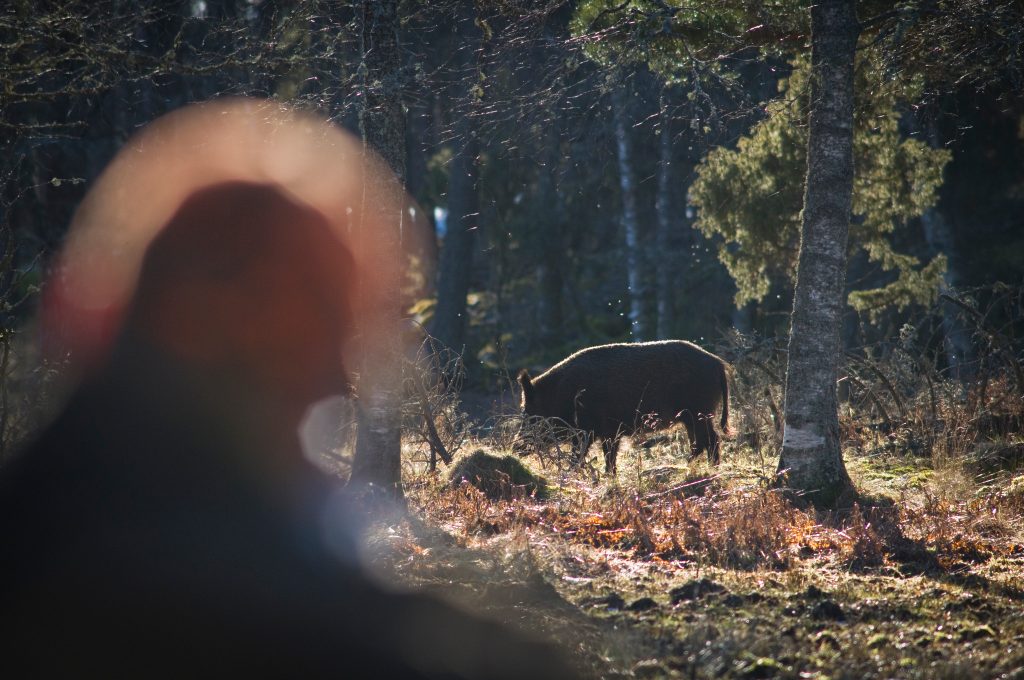”Vi behöver frivilliga samråd på kretsnivå för vildsvinsförvaltningen”