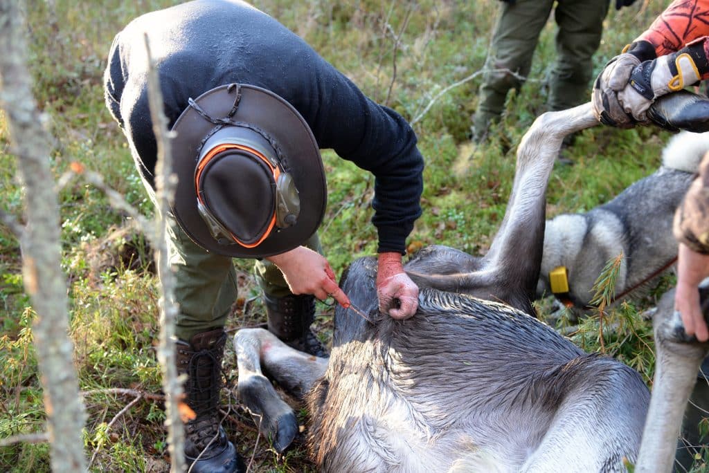 ”Lär blivande jägare att ta hand om viltet”