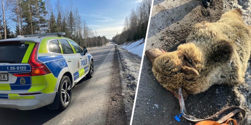 Lodjursjägare sköt björn – polis och räddningstjänst tvingades rycka ut