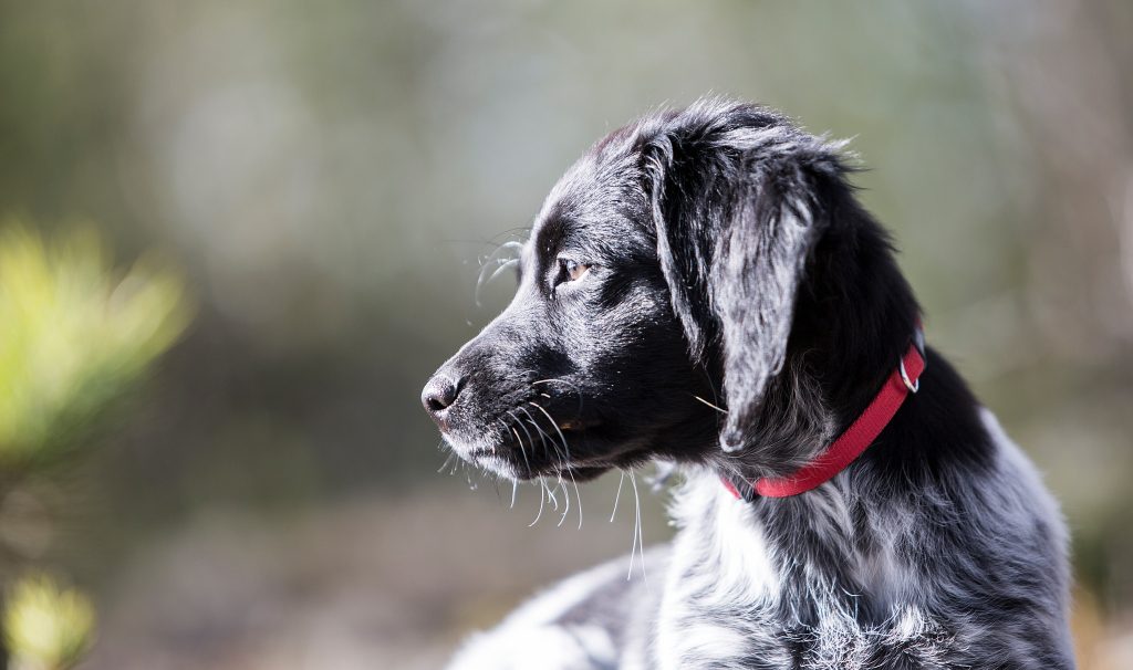 Dags för ny hund: Hur väljer du rätt valp i kullen?