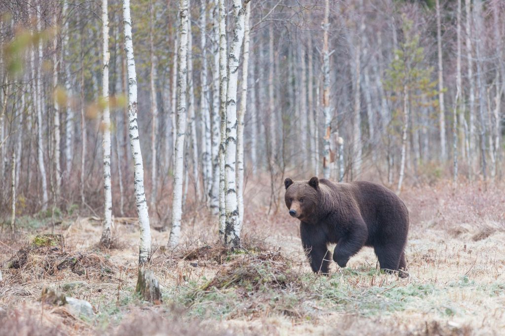 Skyddsjakt på nyvaken björn