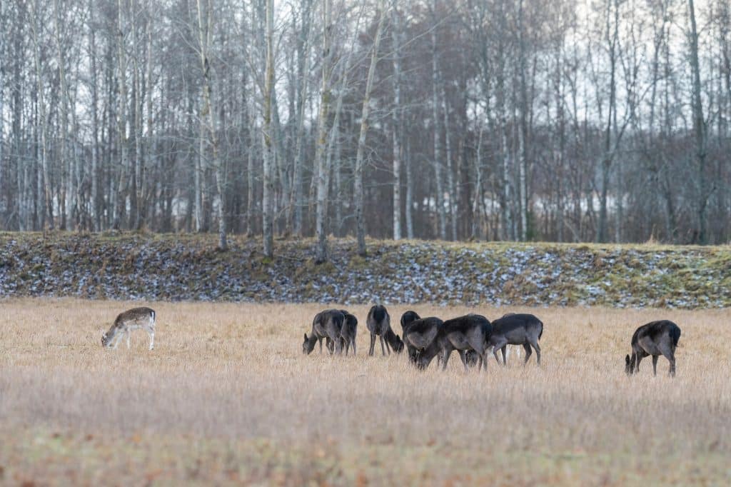 Dovvilt orsakar problem i trafik och trädgårdar – kommun ansöker om skyddsjakt