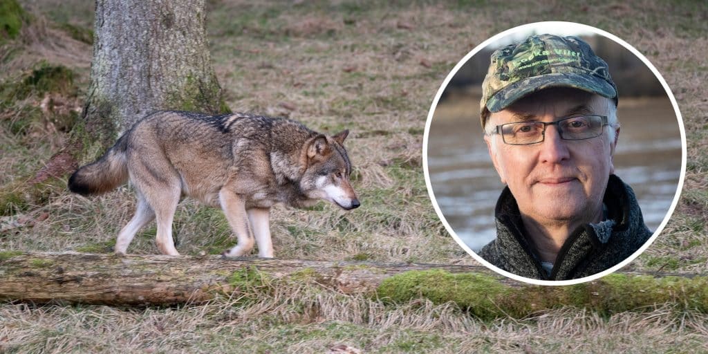 Glöersen om Naturvårdsverkets vargredovisning: ”Inte förvånad”