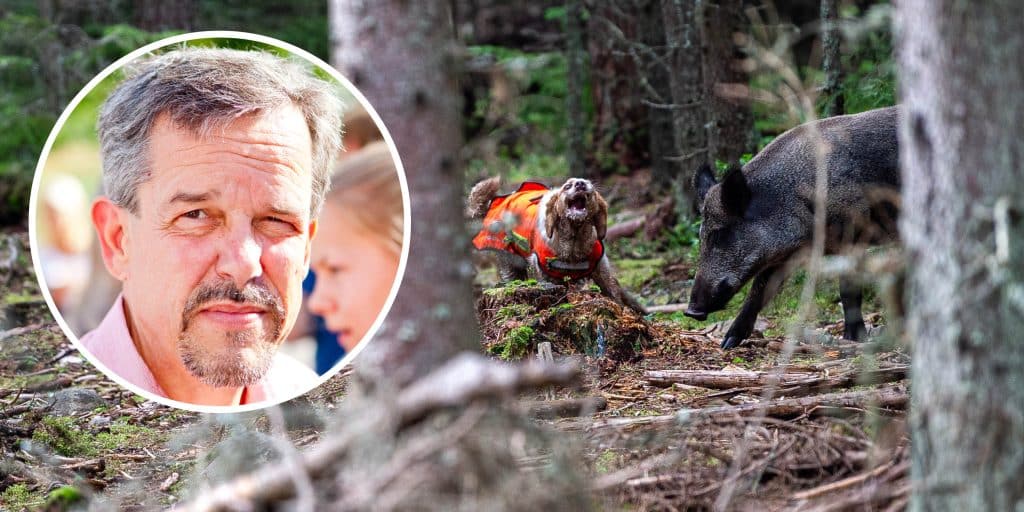 LRF: Viltkorvförbud ökar skadorna i jordbruket