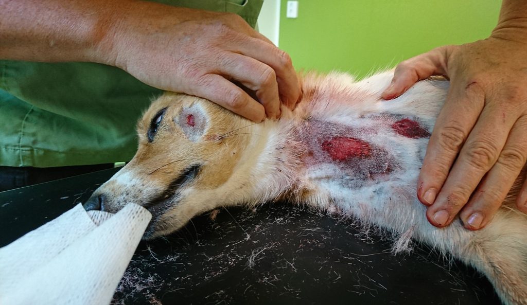 Veterinärmarknaden synas i ny utredning
