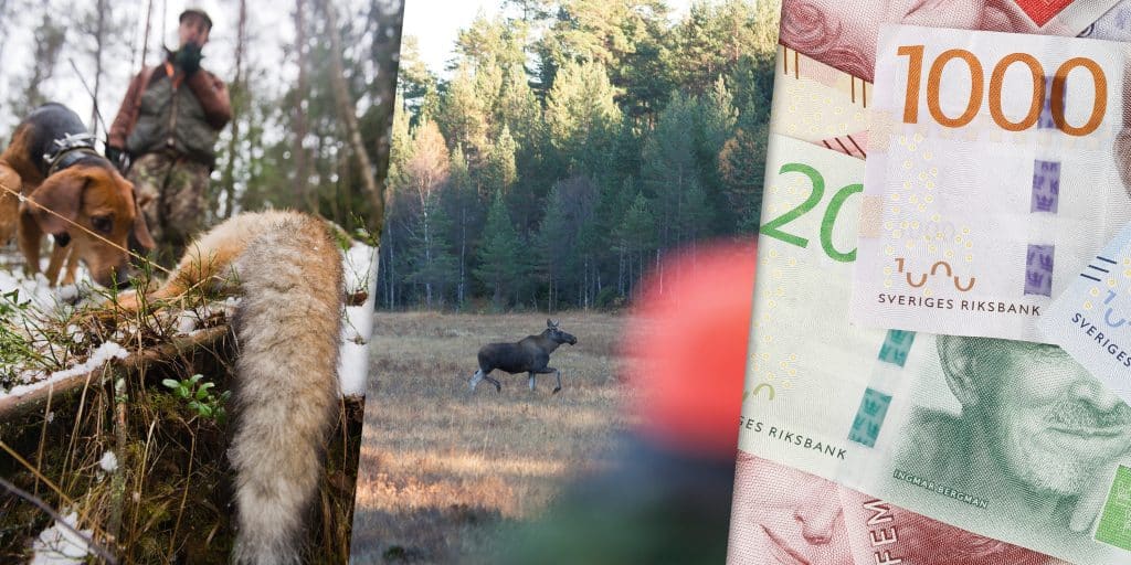 Veckans nyheter: Förslag på nya jakttider, mardrömslik älgjakt och slöseri med offentliga medel