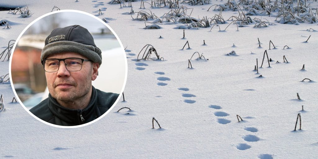 ”Svenska rovdjursföreningen på villovägar”
