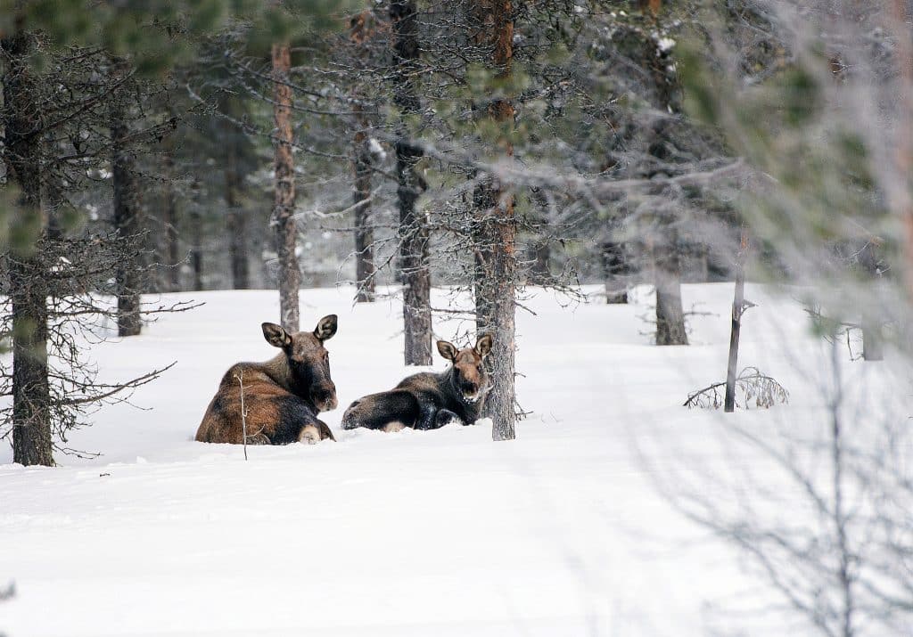 Skogsstyrelsen och Skogsindustrierna vill förenkla skyddsjaktsåtgärder på älgkalv