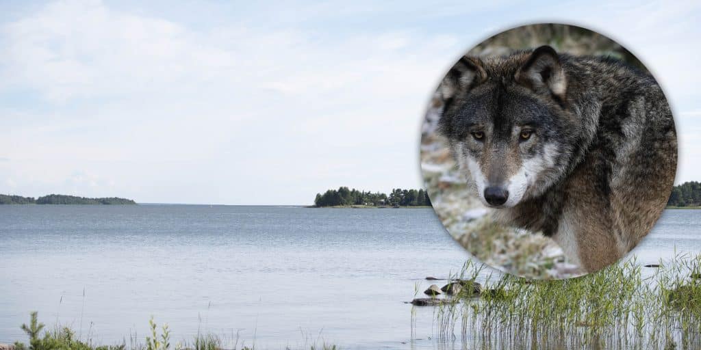 Kräver vargfria öar i skärgården