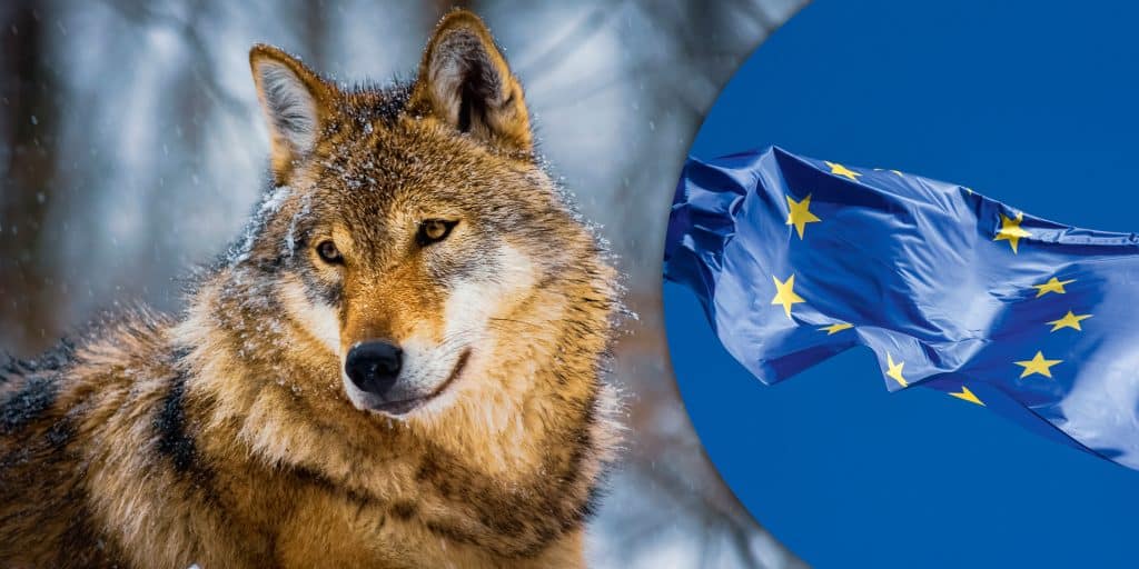 EU-lagförslag på bordet: Vargens skyddsstatus ska sänkas
