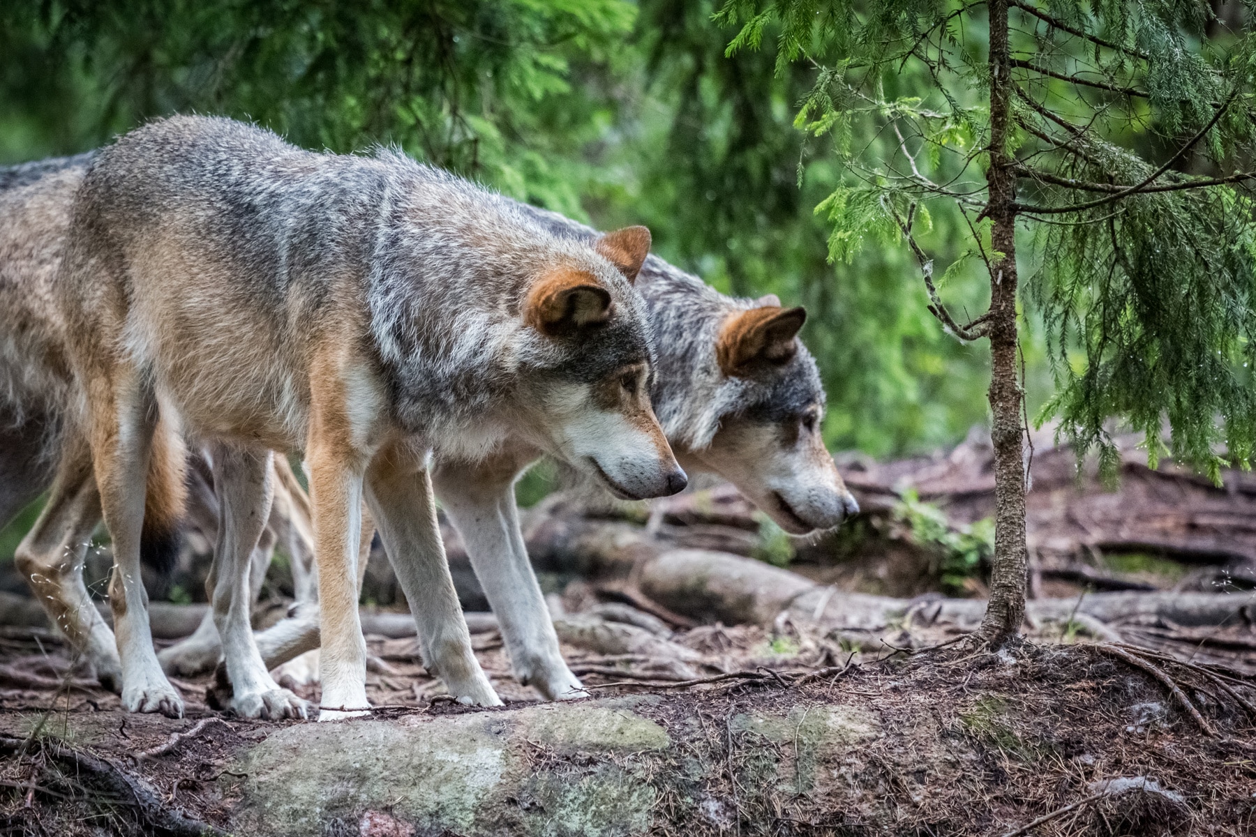 Lösningen på vargarnas genetik finns framför våra ögon