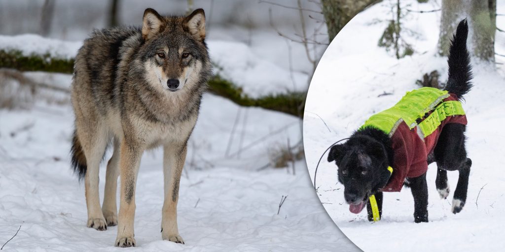 En av vargskyttarna inte längre brottsmisstänkt