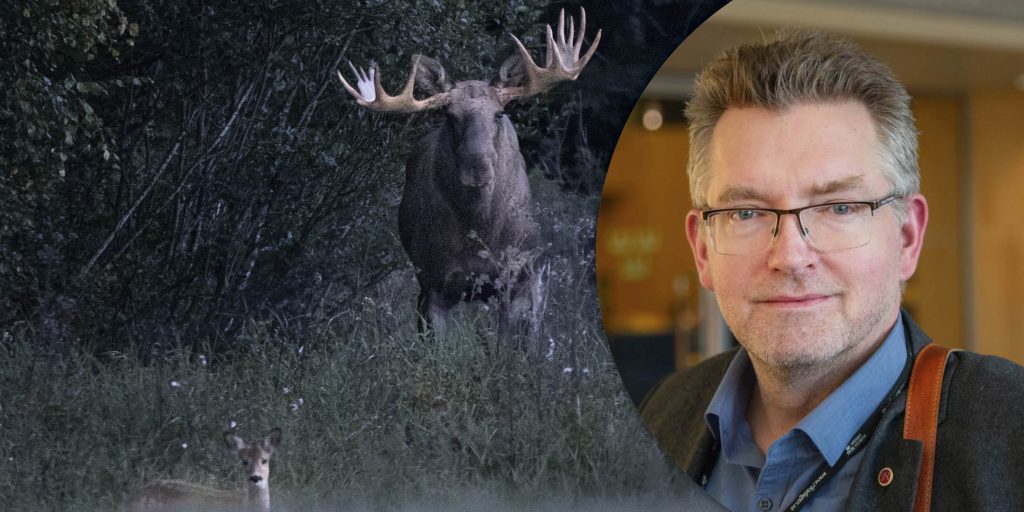 Efter granskningen: Minister krävs på svar om mål med älgförvaltning