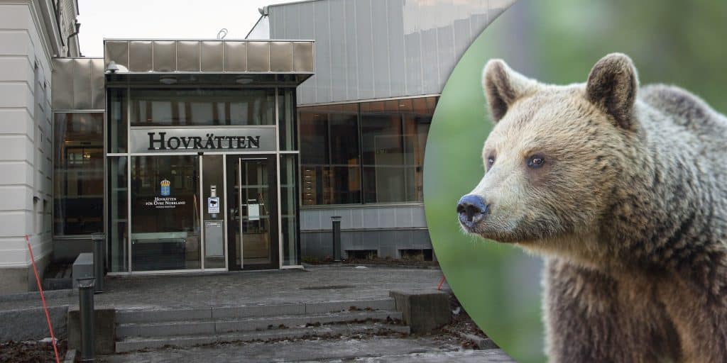 Sameby får böter i samband skyddsjakt – misstänkt frias dock av hovrätten