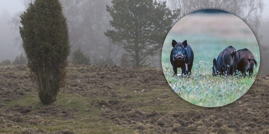 Skyddsjakt för att skydda naturreservat
