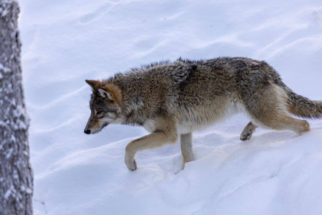 Jägare efterlyser snabbare information om vargobservationer