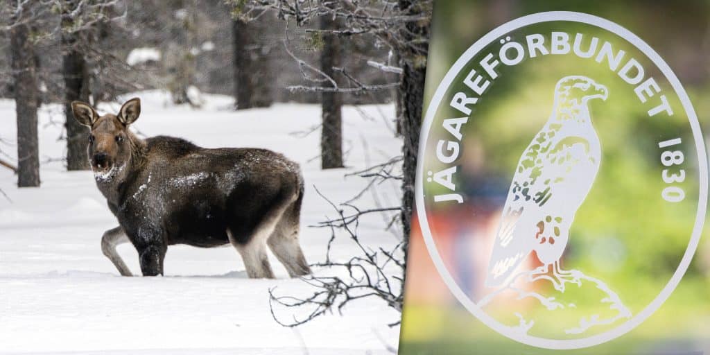 Korta jakttiden på älg under vintern och lagstadga brunstuppehållet
