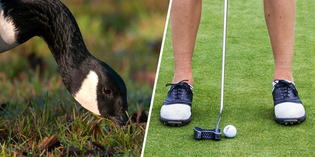 Golfare halkar i gåsskit – länsstyrelsen säger nej till jakt