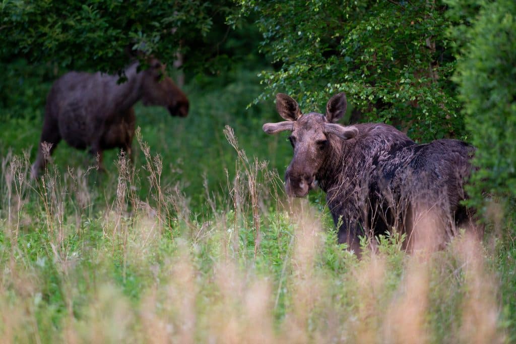 Älgstammen viker uppåt – och avskjutningen ökar