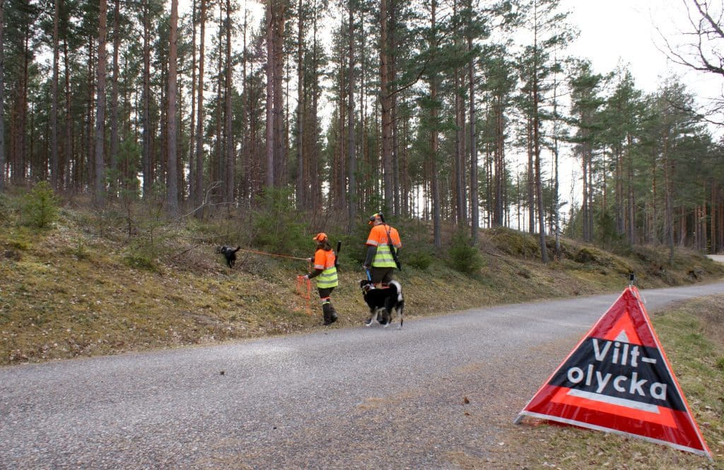 Smitning från viltolycka räknas som jaktbrott – förbund kritiska
