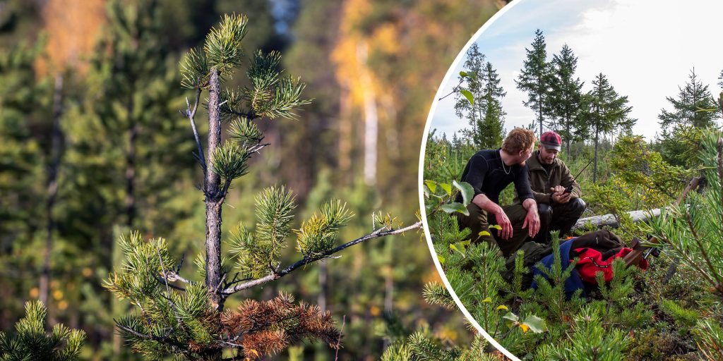 ”Ja, maximalt fem procent årliga betesskador är vårt mål”