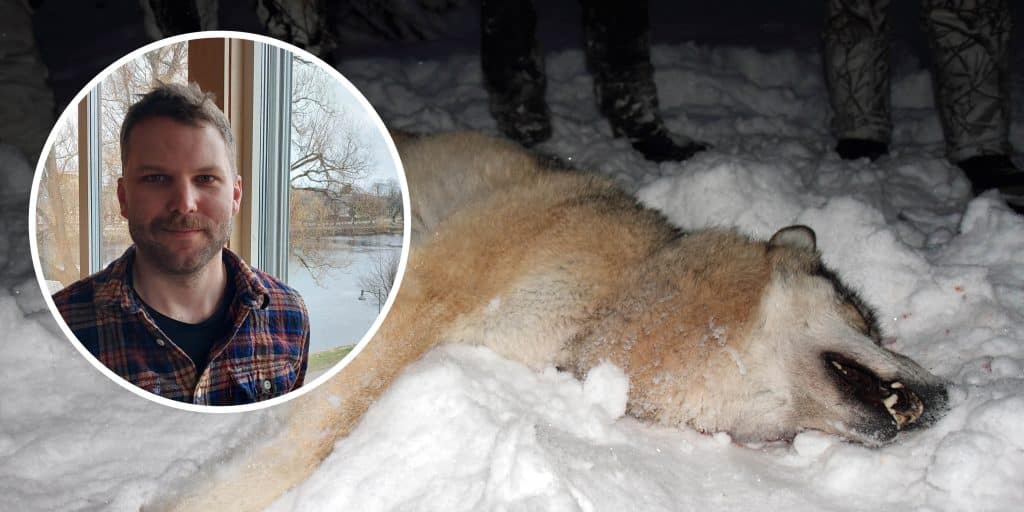Tre personer misstänks för förberedelse av illegal vargjakt: ”Får känslan att illegal jakt ökar”