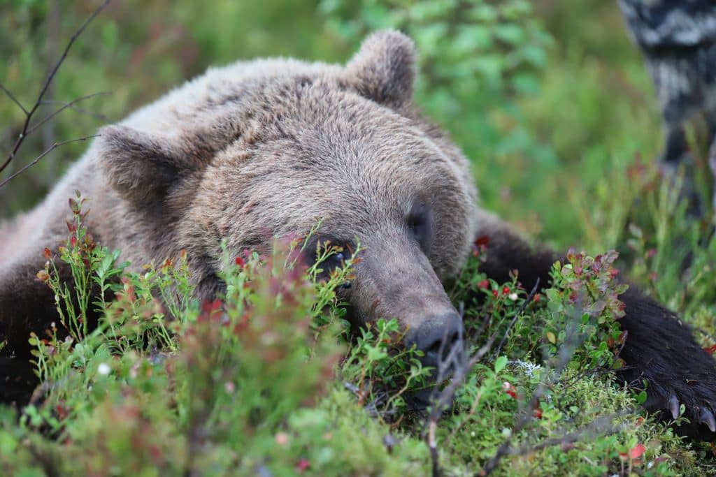 Naturvårdsverket ger länsstyrelser rätt att besluta om björnjakt
