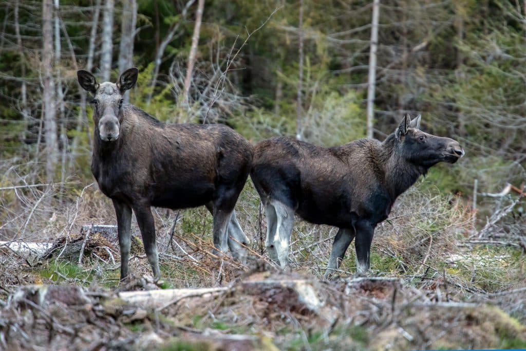 ”Åtgärder för att minska effekterna av viltbete”