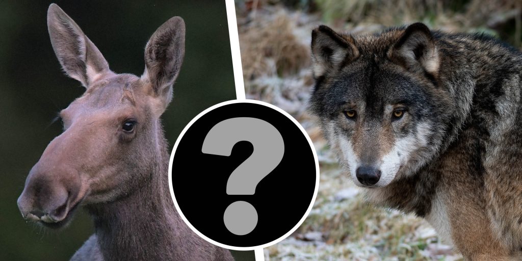 Nygammal forskning ger få konkreta svar om rovdjurens predation på älg