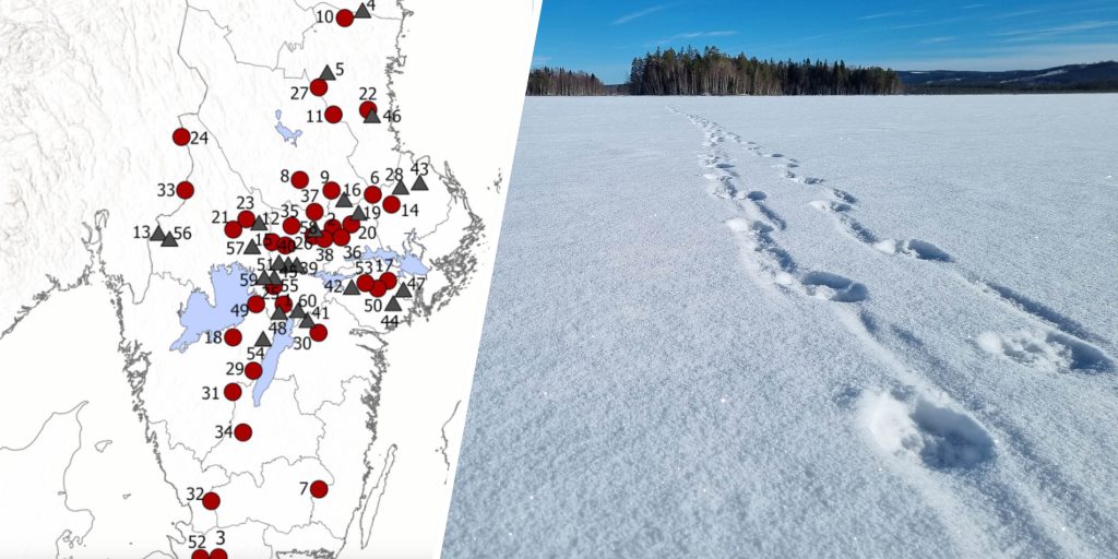 Inventeringen går mot sitt slut – så många vargar har hittats hittills