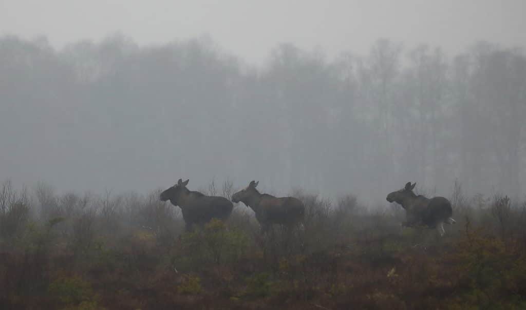 ”Alla tjänar på att markägare och jägare samarbetar”