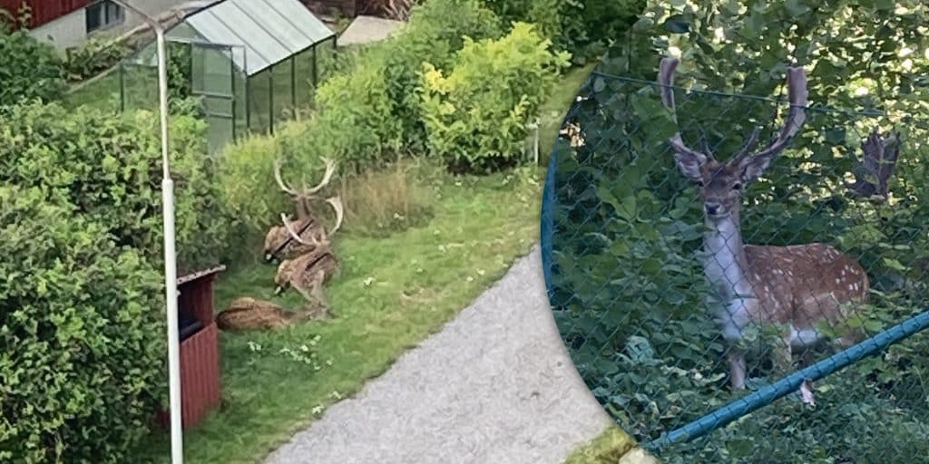 Stora problem med hjortar inne i samhällen – 40 djur får skyddsjagas