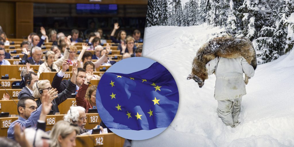 Då ska EU-parlamentet rösta om vargen