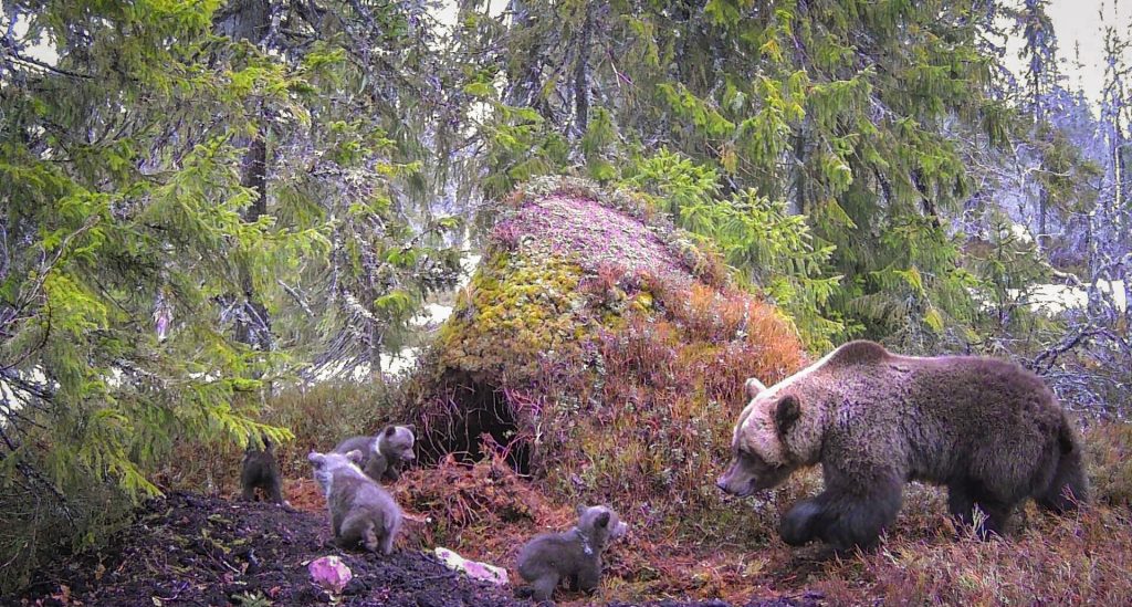 Unik bild: En… två… tre… fyra björnungar fastnade på viltkameran