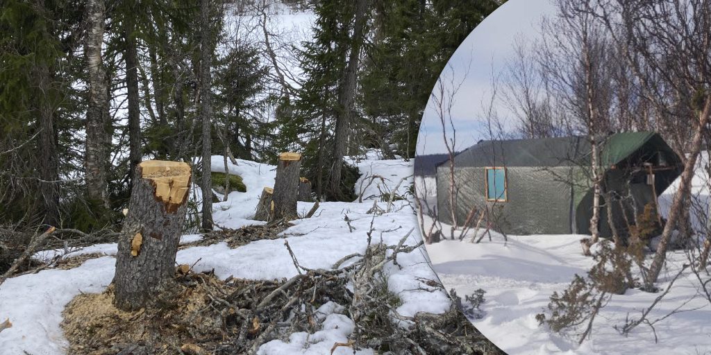 Äventyrare och vildmarksman högg ner fjällurskog – Nu försvunnen i reservat